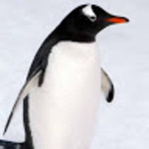 Meet your Posher, Shoshana